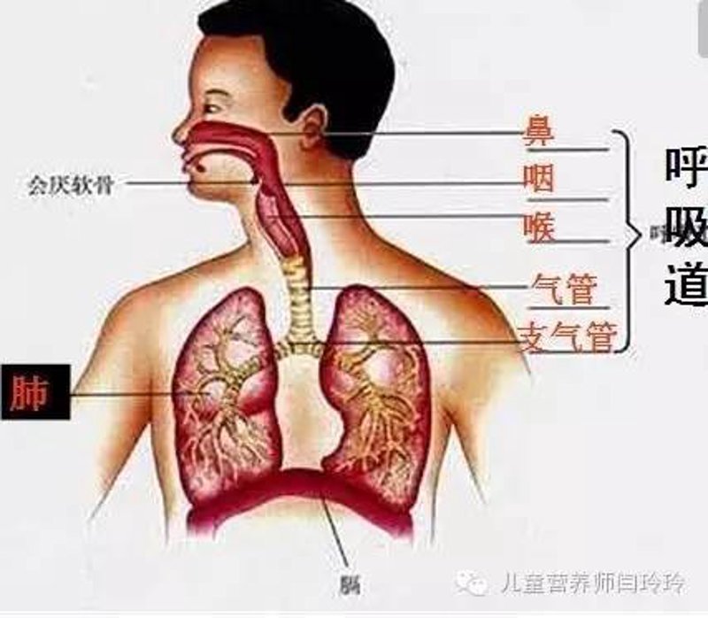从咳喘到呼吸如风：我如何用三个方法让肺龄年轻10岁